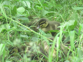 カルガモ 藤が丘公園 2024年5月21日(火)