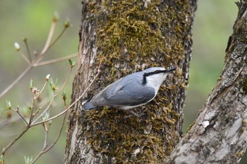 2024年5月6日(月) 横根高原の野鳥観察記録