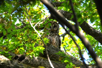 Ural Owl 野木神社(栃木県) Sun, 4/28/2024