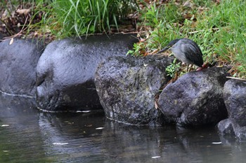 ササゴイ 宇都宮中央公園 2024年5月1日(水)