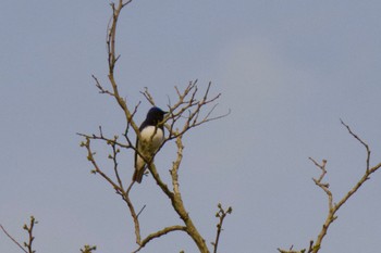 Blue-and-white Flycatcher Tomakomai Experimental Forest Sun, 5/19/2024