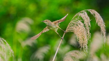 Oriental Reed Warbler 草津市 Thu, 5/23/2024