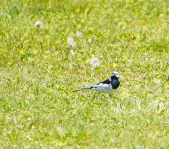 White Wagtail Lake Toya (Toyako) Sat, 5/18/2024