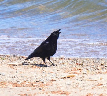 Carrion Crow Lake Toya (Toyako) Sat, 5/18/2024