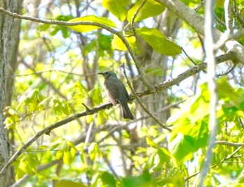 Brown-eared Bulbul 噴火湾展望公園(豊浦町) Sat, 5/18/2024