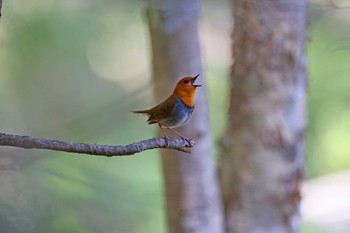 2024年5月18日(土) 奥日光の野鳥観察記録