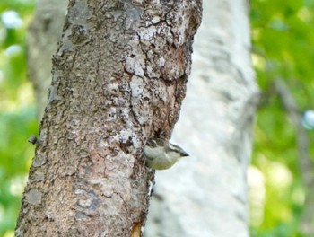 Russet Sparrow Miharashi Park(Hakodate) Sun, 5/19/2024