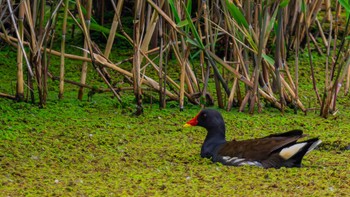 Common Moorhen 草津市 Thu, 5/23/2024