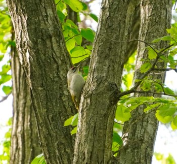 Grey-headed Woodpecker Miharashi Park(Hakodate) Sun, 5/19/2024