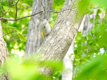 Grey-headed Woodpecker Miharashi Park(Hakodate) Sun, 5/19/2024