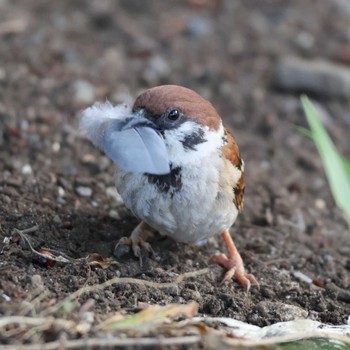 2024年5月23日(木) 都内の野鳥観察記録