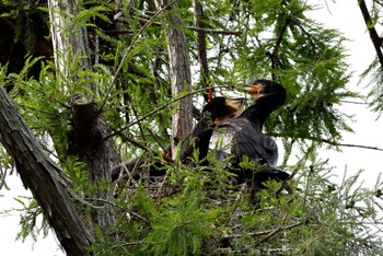 2024年5月23日(木) 井の頭公園の野鳥観察記録