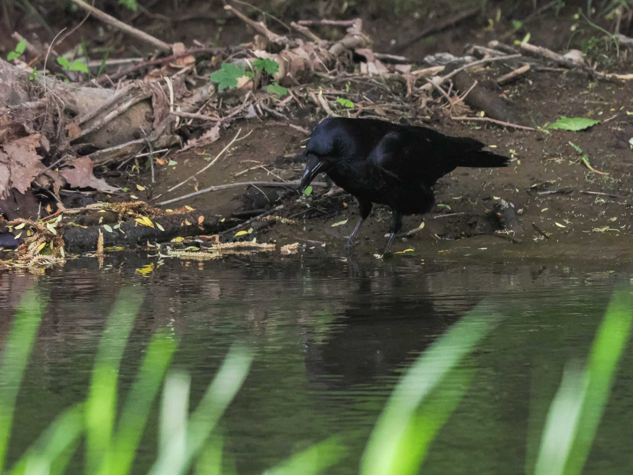 Carrion Crow