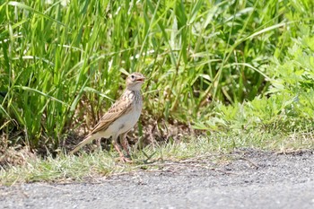 Eurasian Skylark 荒川河川敷 Sat, 5/4/2024