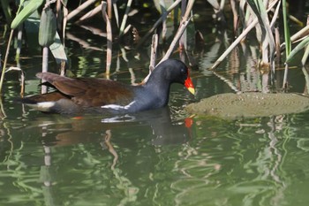 Common Moorhen Isanuma Sat, 5/18/2024