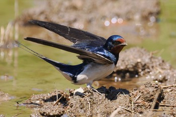 ツバメ 東京港野鳥公園 2024年5月18日(土)