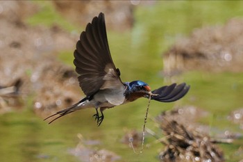 ツバメ 東京港野鳥公園 2024年5月18日(土)