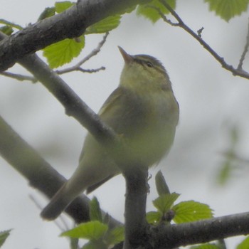 2024年5月8日(水) 上高地の野鳥観察記録