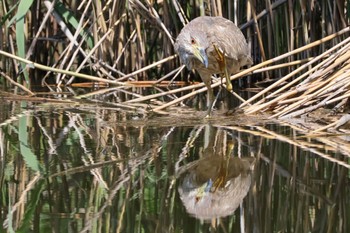 ゴイサギ 都立浮間公園 2024年5月4日(土)