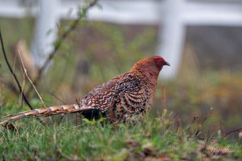 Copper Pheasant 大蔵高丸 Thu, 5/2/2024