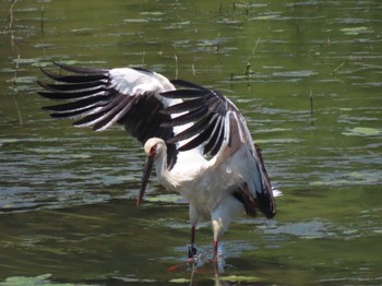 コウノトリ 宮城県 2024年5月18日(土)