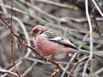 Siberian Long-tailed Rosefinch Hayatogawa Forest Road Wed, 3/20/2024