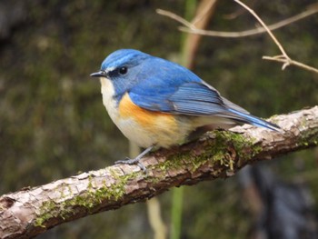 Red-flanked Bluetail Hayatogawa Forest Road Wed, 3/20/2024