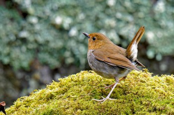 Japanese Robin 大蔵高丸 Thu, 5/2/2024