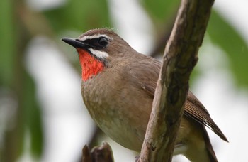 Siberian Rubythroat 札幌モエレ沼公園 Fri, 5/24/2024