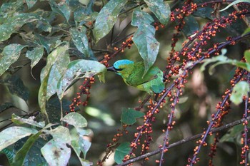 Golden-naped Barbet Kinabaru park Tue, 2/27/2024