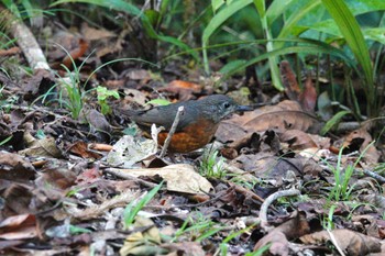 ムネアカジツグミ