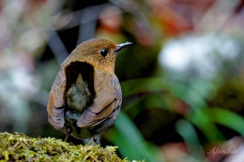 Japanese Robin 大蔵高丸 Thu, 5/2/2024