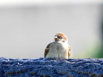 2024年5月17日(金) 土浦港(土浦市川口)の野鳥観察記録