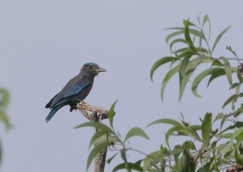 インドブッポウソウ Wachirabenchathat Park(Suan Rot Fai) 2024年5月19日(日)