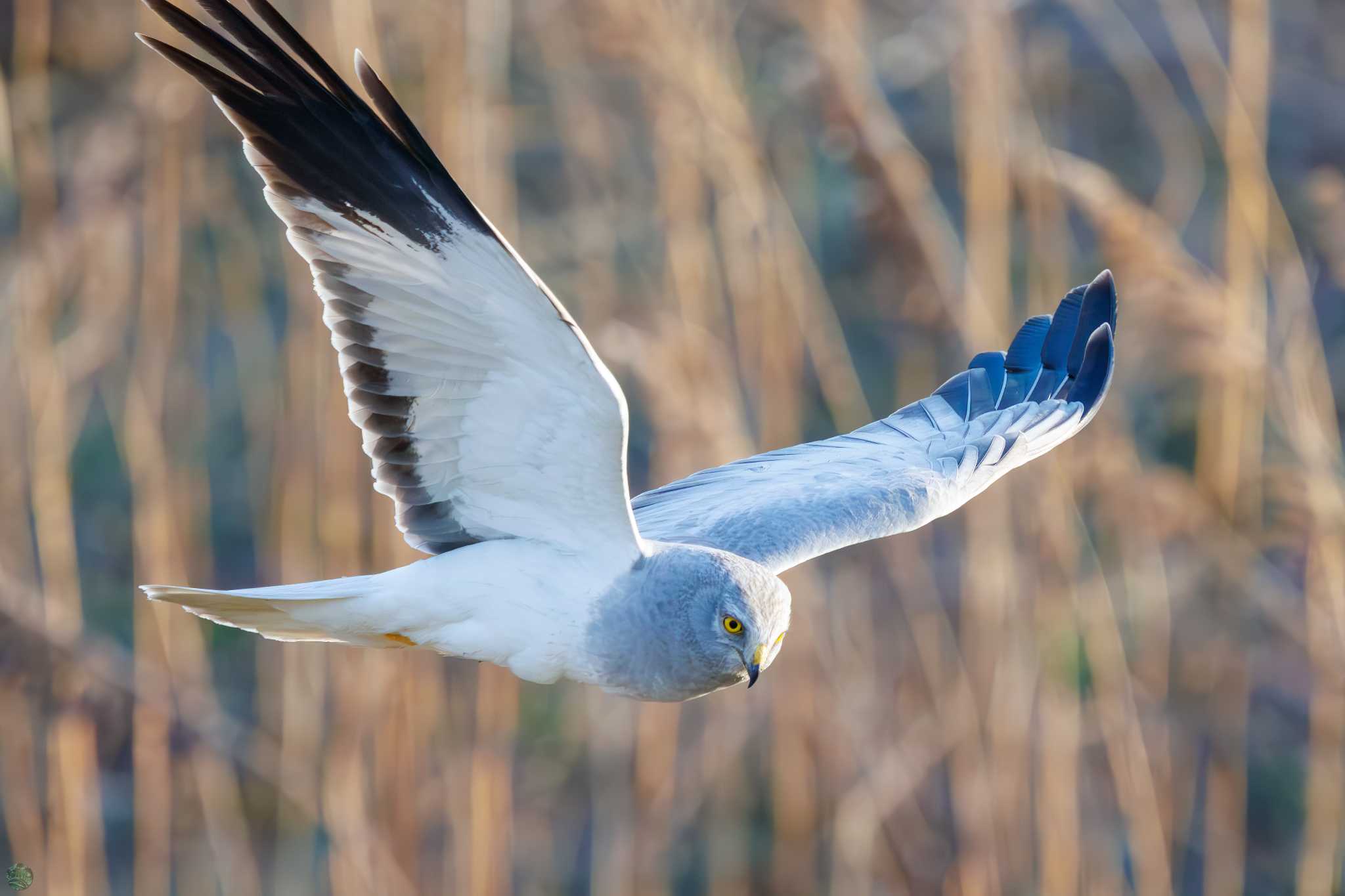 Hen Harrier