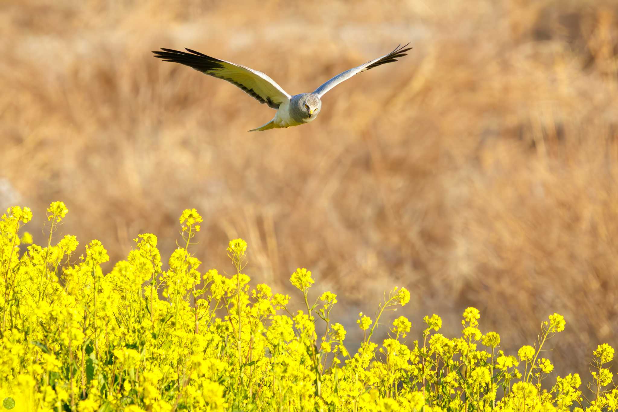 Hen Harrier