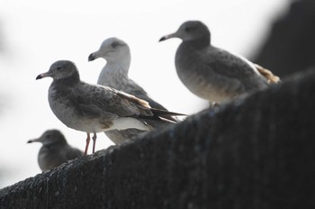 オオセグロカモメ 福島県 2019年1月2日(水)