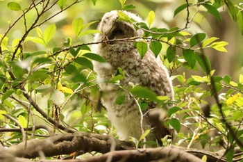 Ural Owl 千葉県 Wed, 5/15/2024