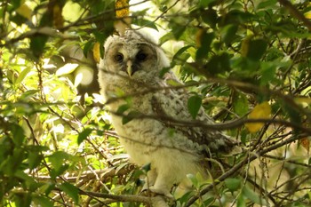 Ural Owl 千葉県 Wed, 5/15/2024