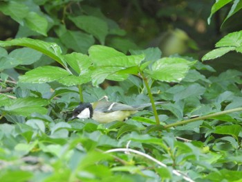 シジュウカラ 生田緑地 2024年5月24日(金)