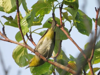 Fri, 5/24/2024 Birding report at 生田緑地