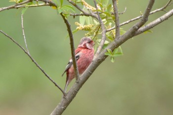 Siberian Long-tailed Rosefinch 札幌モエレ沼公園 Fri, 5/24/2024