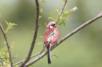 Siberian Long-tailed Rosefinch 札幌モエレ沼公園 Fri, 5/24/2024