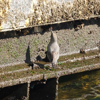 Blue Rock Thrush Minatomirai Wed, 1/9/2019