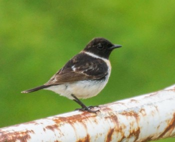 Amur Stonechat 豊平川 Fri, 5/24/2024