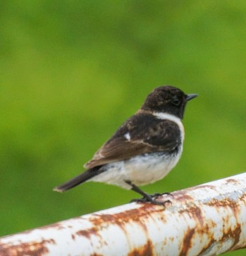 Amur Stonechat 豊平川 Fri, 5/24/2024