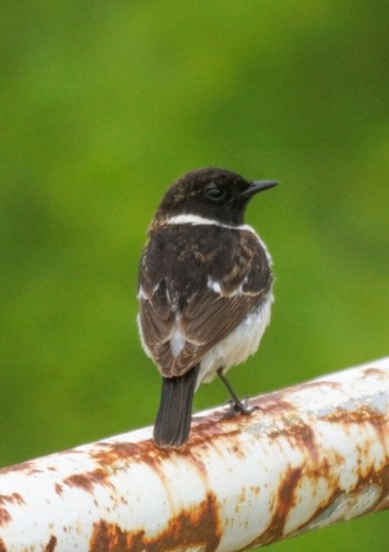 Amur Stonechat 豊平川 Fri, 5/24/2024