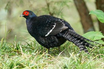 Mikado Pheasant 阿里山国家森林遊楽区 Sat, 4/6/2024