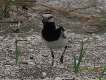 Wagtail Sambanze Tideland Thu, 5/23/2024