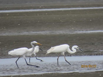 Great Egret Sambanze Tideland Thu, 5/23/2024